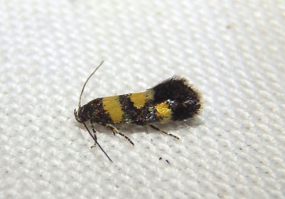 1719 - Chrysoesthia sexguttella; Orache Leafminer Moth