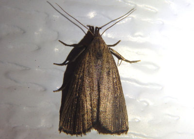 8360 - Macrochilo orciferalis; Bronzy Macrochilo; female