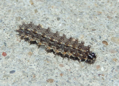 Phyciodes tharos; Pearl Crescent caterpillar