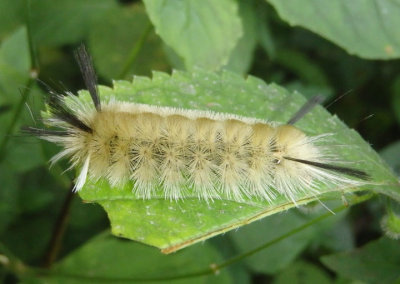 8203 - Halysidota tessellaris; Banded Tussock caterpillar