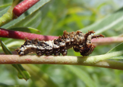 Limenitis archippus archippus; Viceroy caterpillar