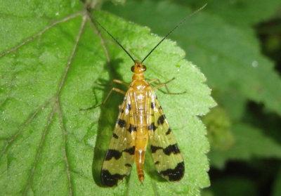 Panorpa Common Scorpionfly species; female