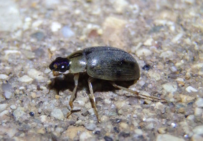 Berosus Water Scavenger Beetle species