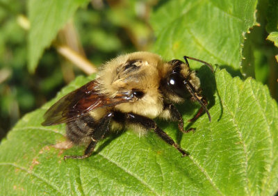 Bombus impatiens; Common Eastern Bumble Bee