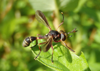 Physoconops brachyrhynchus; Thick-headed Fly species; male