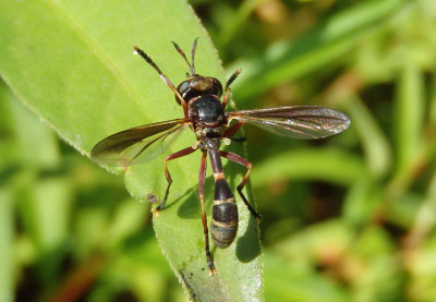 Physoconops brachyrhynchus; Thick-headed Fly species; male