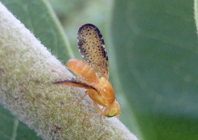 Icterica Fruit Fly species