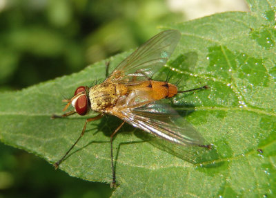 Leskia similis; Tachinid Fly species; male