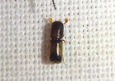 Monarthrum fasciatum; Bark Beetle species