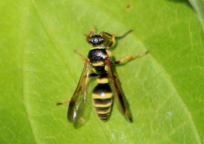 Psammaletes mexicanus; Sand Wasp species