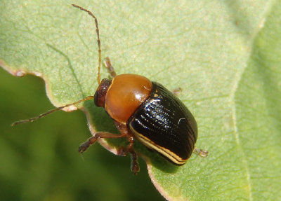 Cryptocephalus venustus; Case-bearing Leaf Beetle species