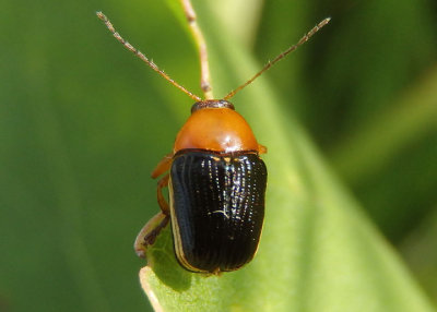 Cryptocephalus venustus; Case-bearing Leaf Beetle species