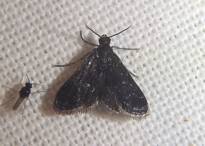 4754 - Elophila tinealis; Black Duckweed Moth 