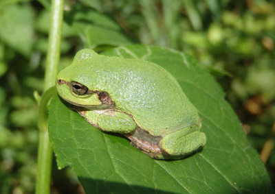 Gray/Cope's Tree Frog