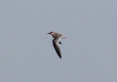 Least Tern; juvenile 