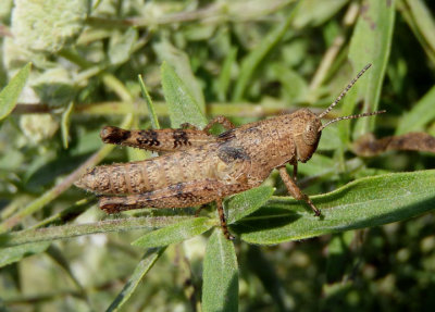 Melanoplus scudderi; Scudder's Short-wing Grasshopper; immature female