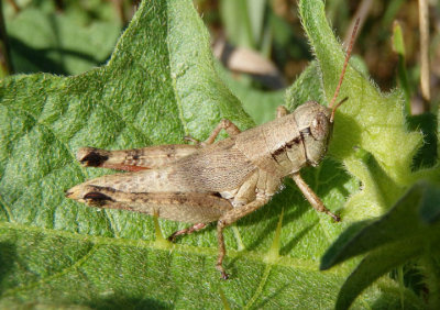 Melanoplus scudderi; Scudder's Short-wing Grasshopper; female