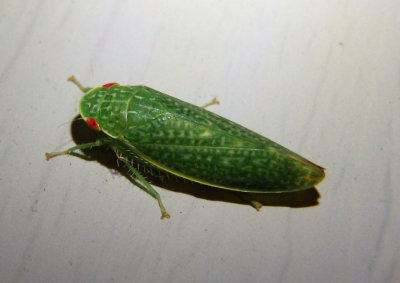 Rugosana querci; Leafhopper species