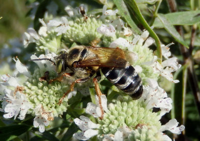Tachytes Square-headed Wasp species