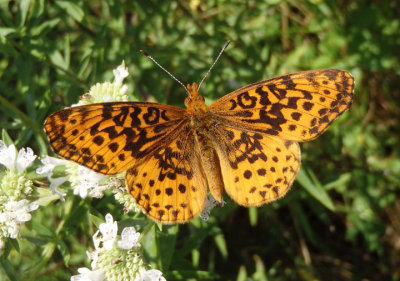 Boloria bellona; Meadow Fritillary