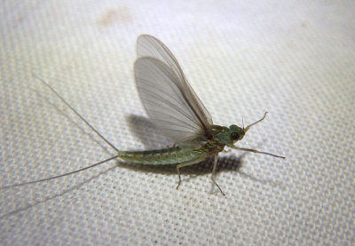 Callibaetis floridanus; Small Minnow Mayfly species; female