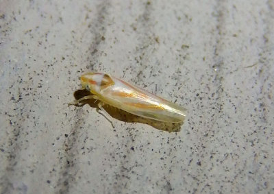 Erythridula Leafhopper species 