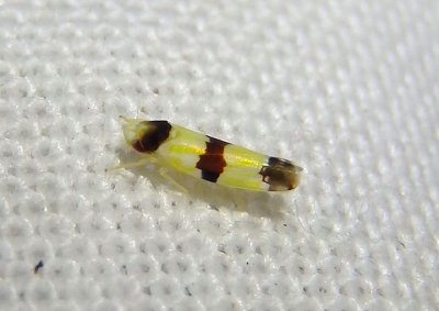 Erythroneura tricincta; Three-banded Leafhopper