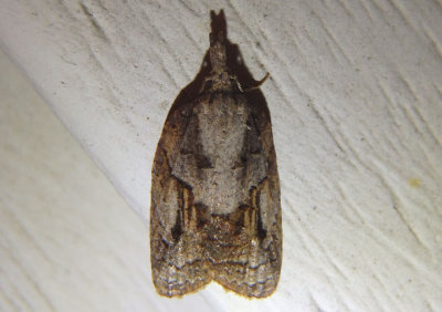 3740 - Platynota idaeusalis; Tufted Apple Bud Moth