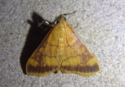 5042 - Pyrausta onythesalis; Crambid Snout Moth species