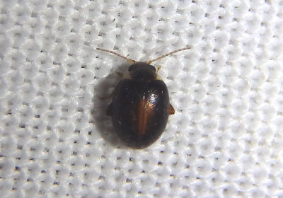 Scirtes orbiculatus; Marsh Beetle species