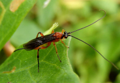 Agathidinae Braconid Wasp species; female