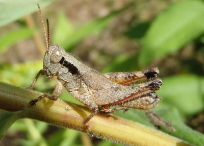 Melanoplus scudderi; Scudder's Short-wing Grasshopper; female