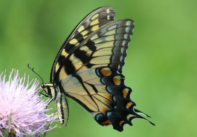 Papilio glaucus; Eastern Tiger Swallowtail; female