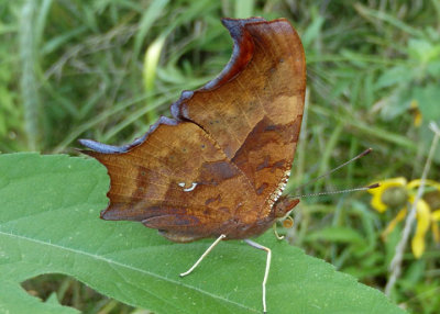 Polygonia interrogationis; Question Mark; fall form