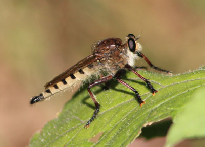 Promachus hinei; Robber Fly species; male