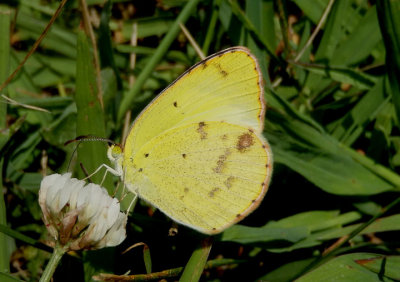 Pyrisitia lisa; Little Yellow