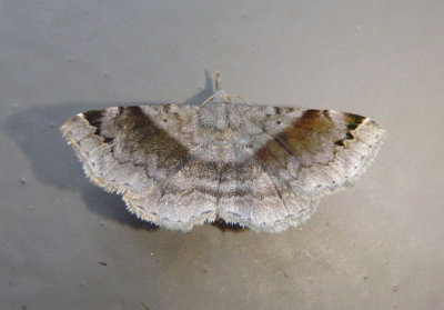 8479 - Spargaloma sexpunctata; Six-spotted Gray