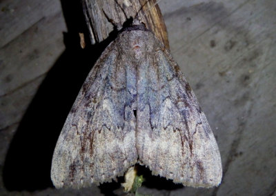 8784 - Catocala obscura; Obscure Underwing