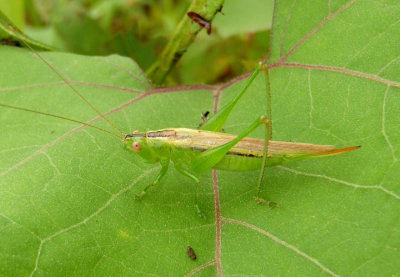 Conocephalus fasciatus fasciatus; Slender Meadow Katydid; female