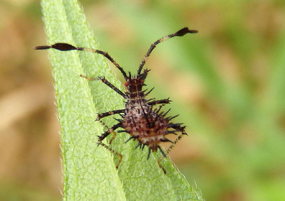 Euthochtha galeator; Helmeted Squash Bug nymph
