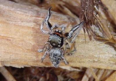 Habronattus coecatus; Jumping Spider species; male