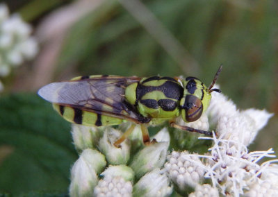Hedriodiscus binotatus; Soldier Fly species; female