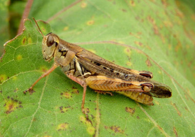 Melanoplus femurrubrum; Red-legged Grasshopper; female