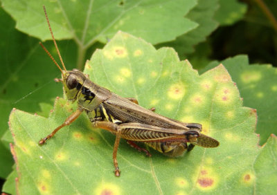 Melanoplus femurrubrum; Red-legged Grasshopper; male