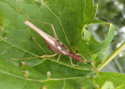 Neoxabea bipunctata; Two-spotted Tree Cricket; female