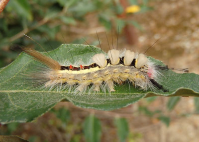 8316 - Orgyia leucostigma; White-marked Tussock Moth caterpillar