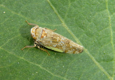 Orientus ishidae; Japanese Leafhopper; exotic
