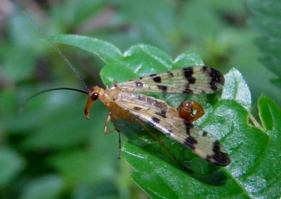 Panorpa Common Scorpionfly species; male