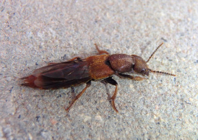 Platydracus cinnamopterus; Large Rove Beetle species