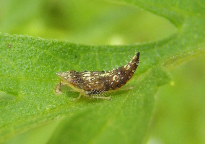 Scaphoideus Leafhopper species nymph